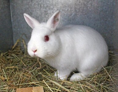 Rodent animal dwarf rabbit photo