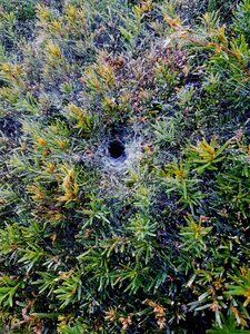 Spider animal web photo