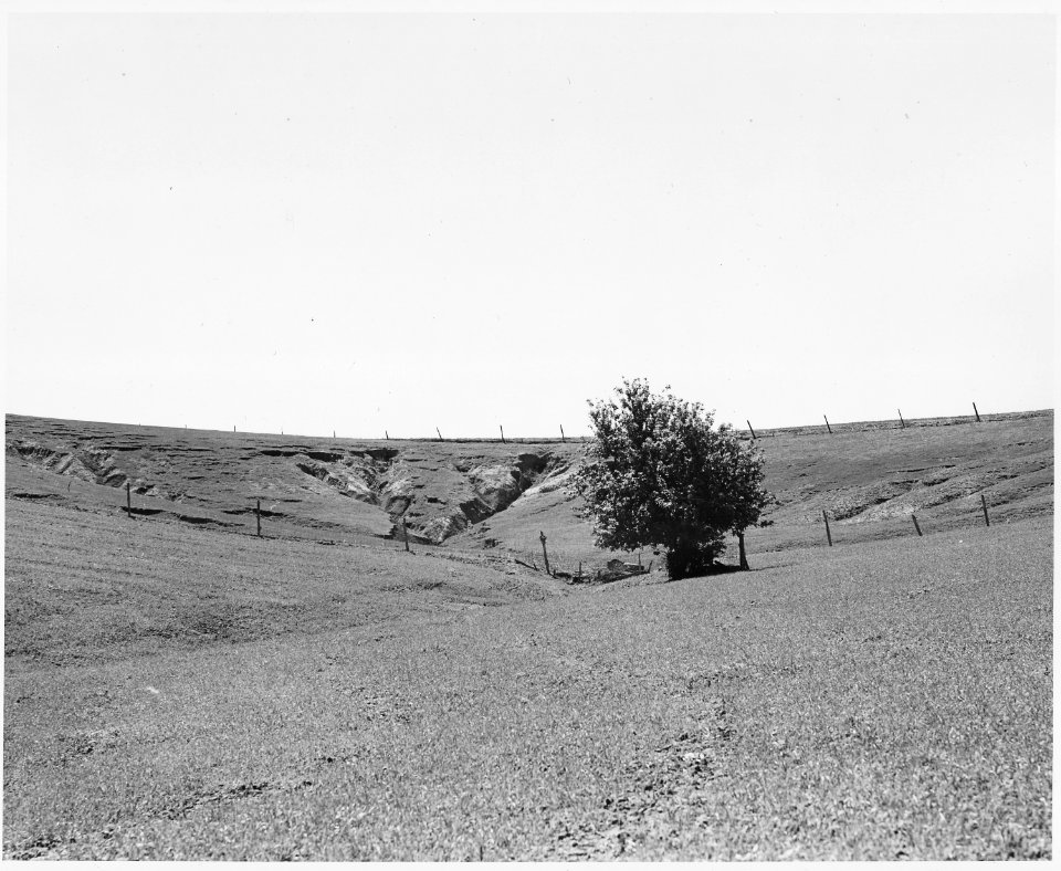 Shelby County, Iowa. This land in Shelby County erodes fast because it is fine and free from rocks a . . . - NARA - 522311