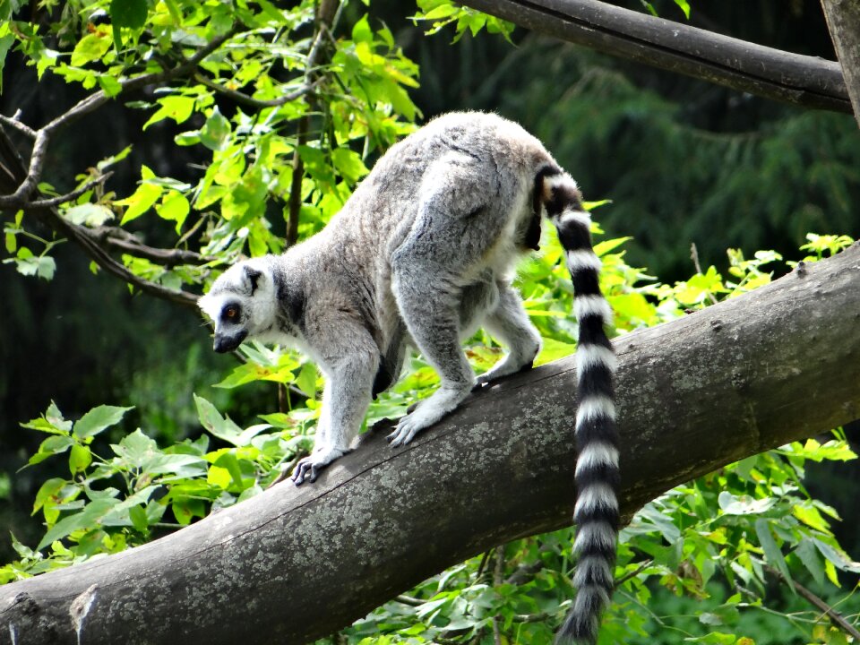 Wild animal lemurs observe