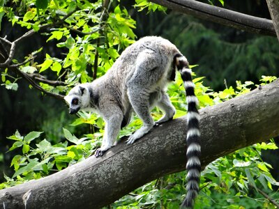 Wild animal lemurs observe