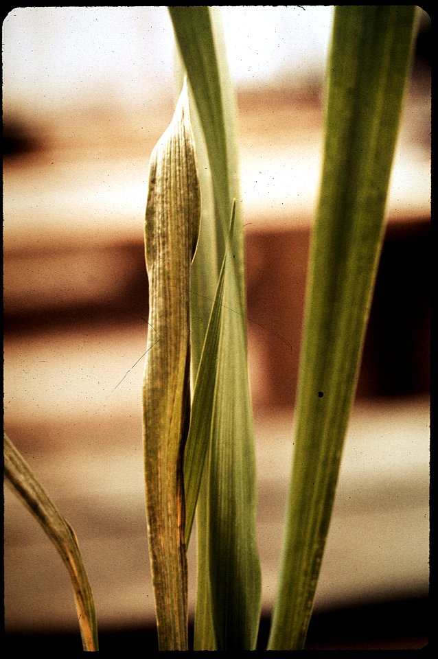 SMOG-DAMAGED PLANT AT THE STATEWIDE AIR POLLUTION RESEARCH CENTER, UNIVERSITY OF CALIFORNIA, PLANT - NARA - 542687