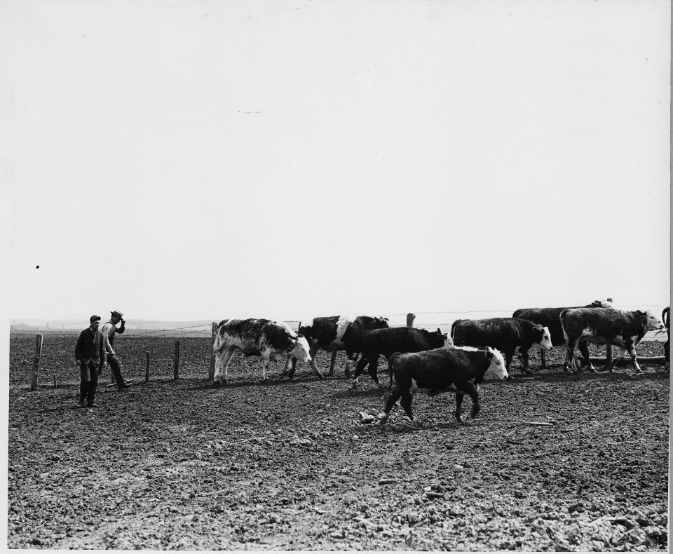 Shelby County, Iowa.... Detailed description, Miscellaneous pictures of cattle. - NARA - 522453