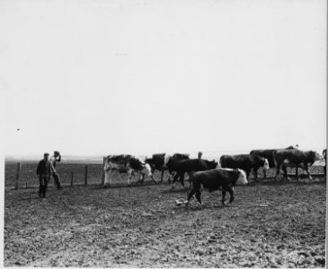 Shelby County, Iowa.... Detailed description, Miscellaneous pictures of cattle. - NARA - 522453