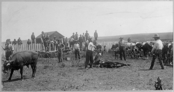 Students branding cattle at Seger Colony School, Oklahoma, 1900 - NARA - 519189 photo