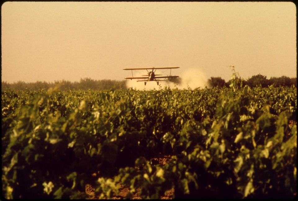 SULFUR-DUSTING OF GRAPE VINES - NARA - 542503
