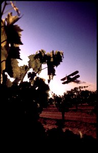 SULFUR-DUSTING OF GRAPE VINES - NARA - 542502