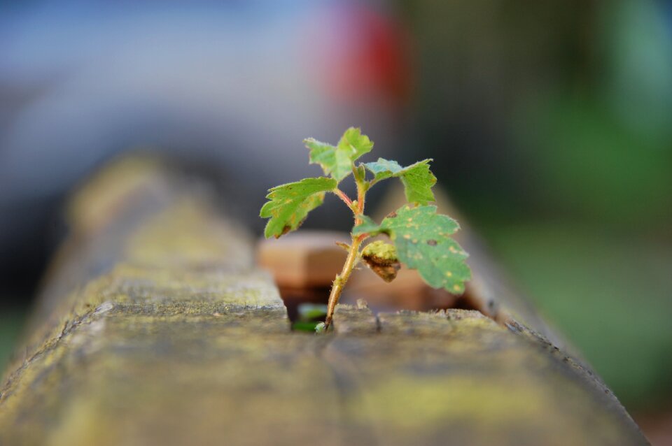 Environment plant tree