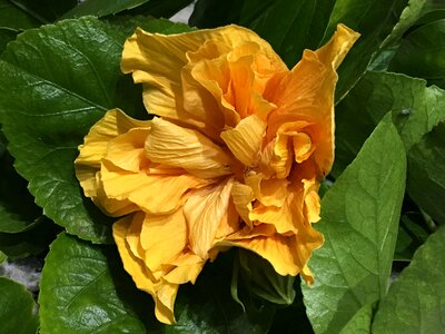 Ibisco garden petals