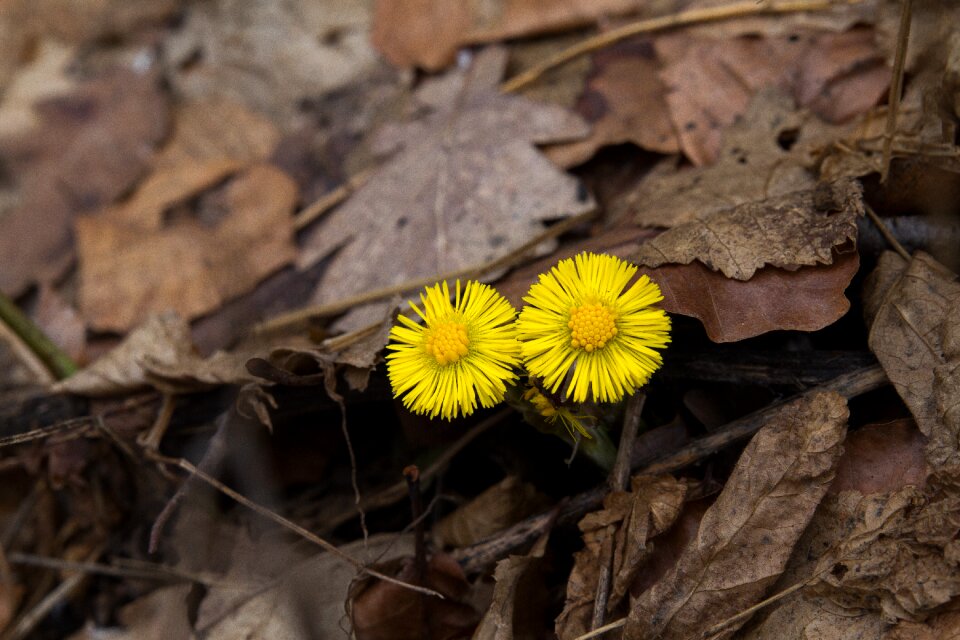 Wood environment flowers