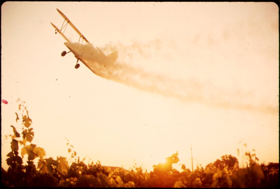SULFUR-DUSTING OF GRAPE VINES - NARA - 542500