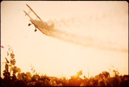 SULFUR-DUSTING OF GRAPE VINES - NARA - 542500