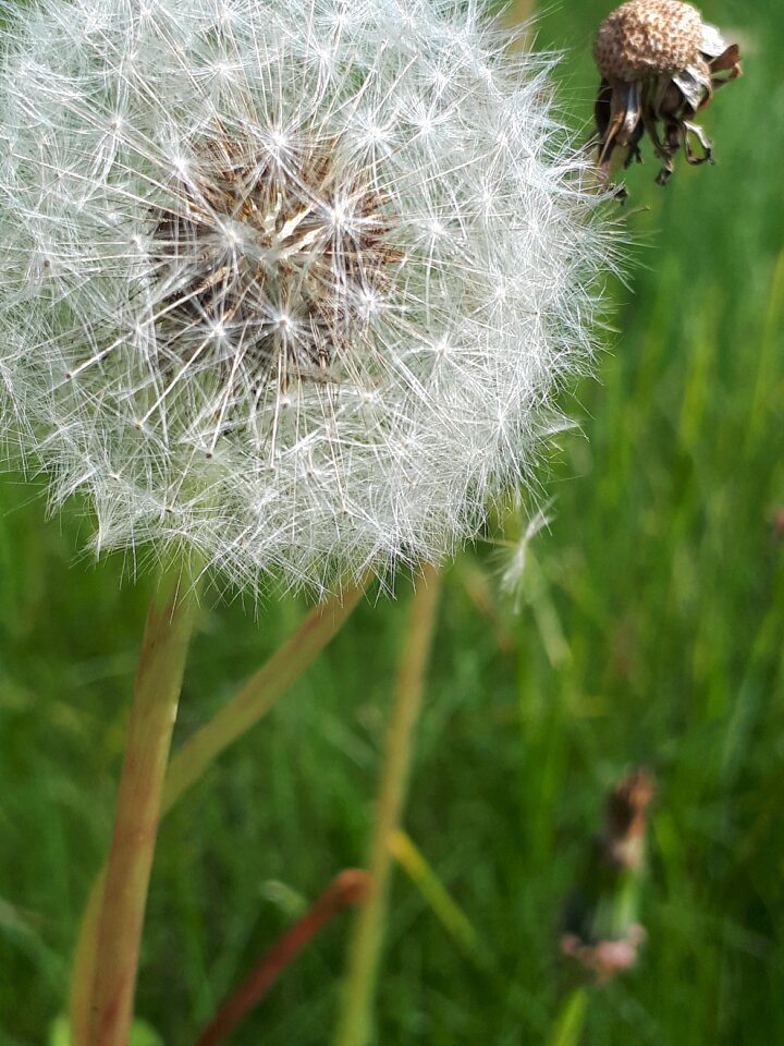 Dandelion grass Free photos