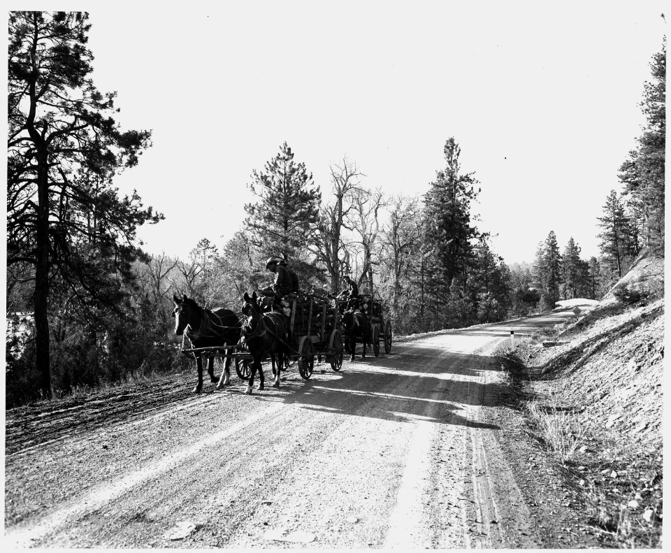 Taos County, New Mexico. Hauling wood for defense purposes out of the Rio Grand grant (owned by the . . . - NARA - 521848