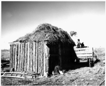 Taos County, New Mexico. Pitching hay to roof of outbuilding, Arroyo Seco. - NARA - 521826