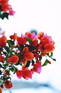Petals garden nature