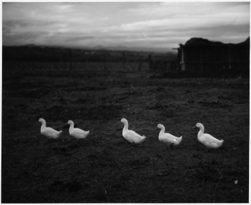 Taos County, New Mexico. Poultry (ducks) on a Taos County farm. It would be unusual to see more th . . . - NARA - 521898