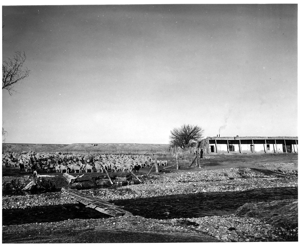 Taos County, New Mexico. Sheep herd, Ranchitos. Sheep will be driven to market in Colorado. - NARA - 521946