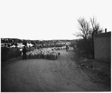 Taos County, New Mexico. Sheep herd, Arroyo Hondo. Sheep will be driven to market in Colorado. - NARA - 521947