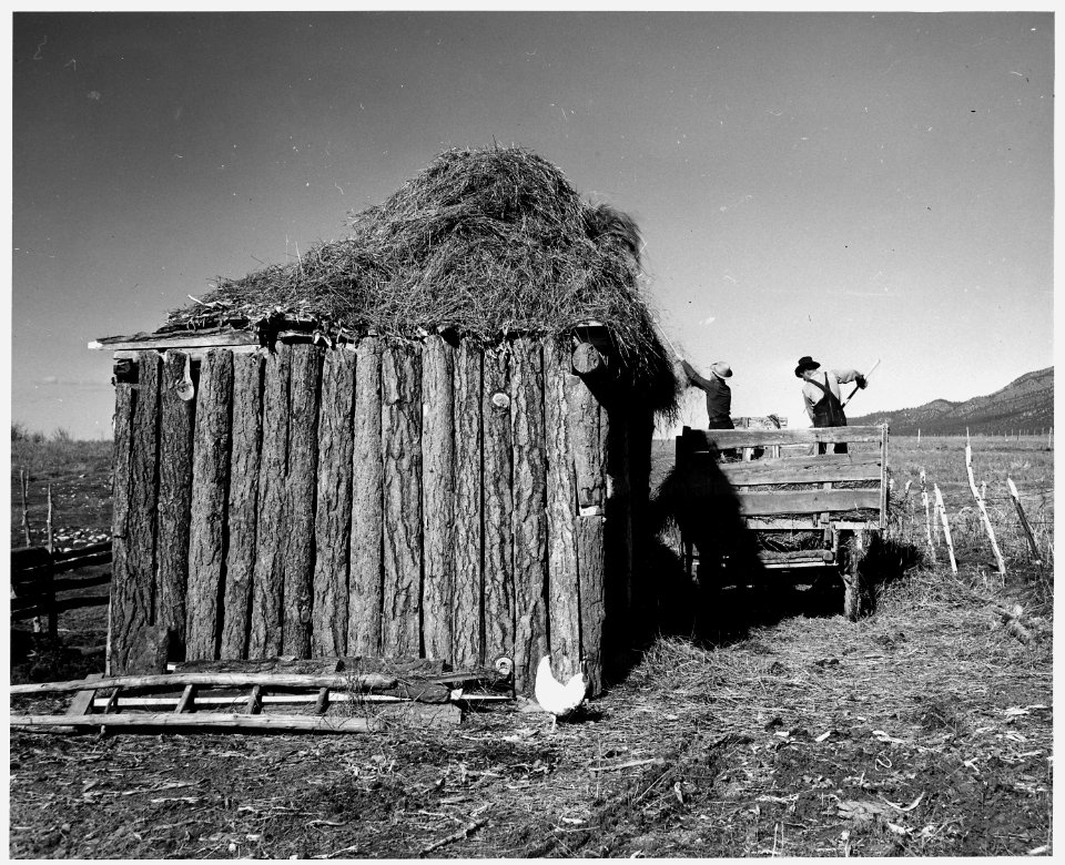 Taos County, New Mexico. Pitching hay to roof of outbuilding, Arroyo Seco. - NARA - 521825