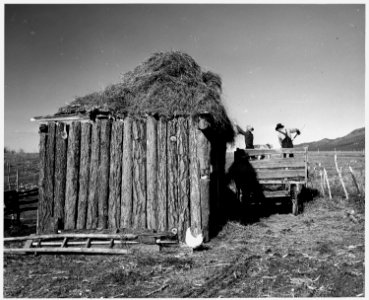 Taos County, New Mexico. Pitching hay to roof of outbuilding, Arroyo Seco. - NARA - 521825