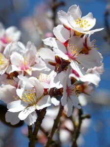 Cherry nature tree