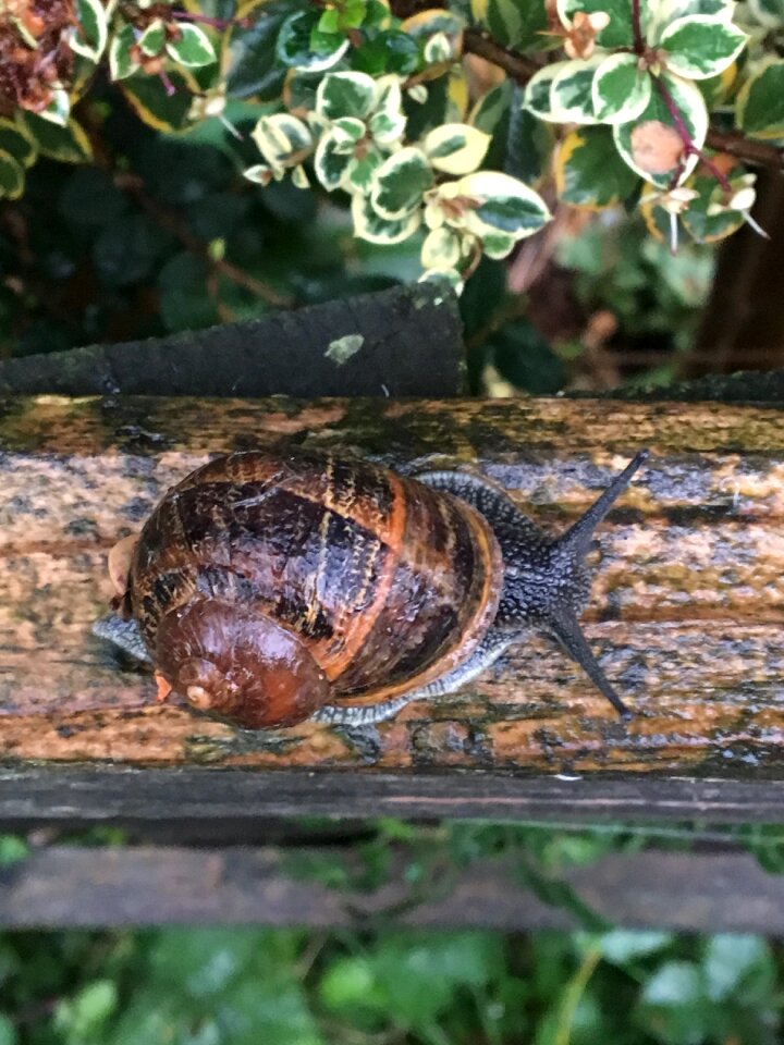 Animal brown green