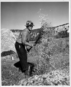 Taos County, New Mexico. Threshing peas, Penasco. On this day there is little wind, and this is a . . . - NARA - 521829 photo