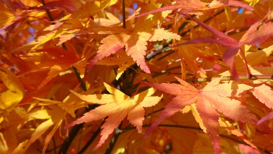 Golden autumn maple colorful
