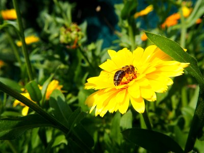 Medicinal plant insect nectar photo