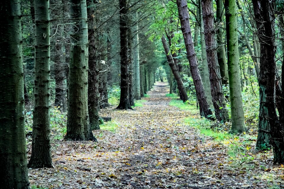 Forest path landscape green