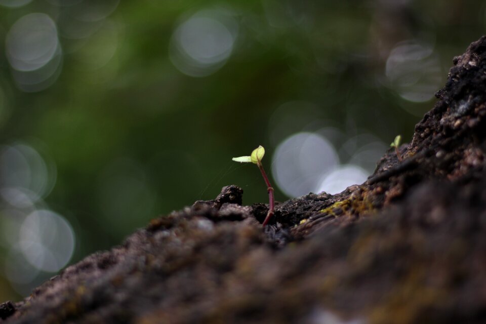 Plant sunlight stand