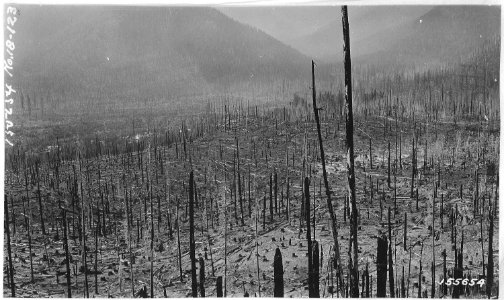 The Big Bench, Detroit area reseeded 1916-17, Santiam Forest, or 1920. - NARA - 299196