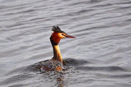 Animal podiceps cristatus swimming photo