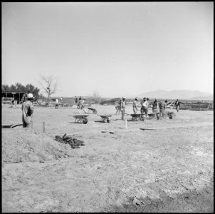 Topaz, Utah. A crew of former California farmers, now residents at the Topaz Relocation Center prep . . . - NARA - 538720