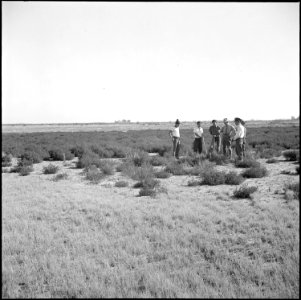 Topaz, Utah. A group of volunteer workers contemplate the clearing of brush on a section of the far . . . - NARA - 538682