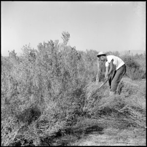 Topaz, Utah. a young resident farm worker heaves to with a grub axe to clear sagebrush and scrub . . . - NARA - 538702
