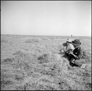 Topaz, Utah. A young Nisei agricultural section foreman, together with a War Relocation Authority a . . . - NARA - 538666