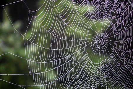 Arachnid dew pattern