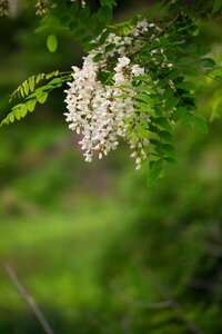 Flowers leaf acacia photo