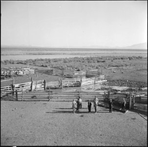 Topaz, Utah. Japanese farmer residents at the Topaz Relocation Center examining an existing hog far . . . - NARA - 538683