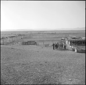 Topaz, Utah. Japanese farmer residents at the Topaz Relocation Center examining an existing hog far . . . - NARA - 538685