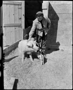 Topaz, Utah. One of the caretakers on the hog farm, is an evacuee woman. Her responsibility is to . . . - NARA - 536981