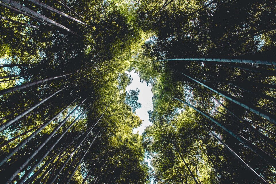 Trees plants nature