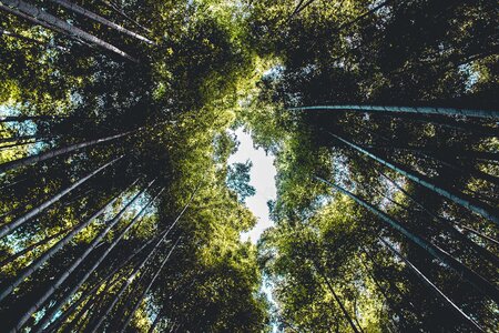 Trees plants nature