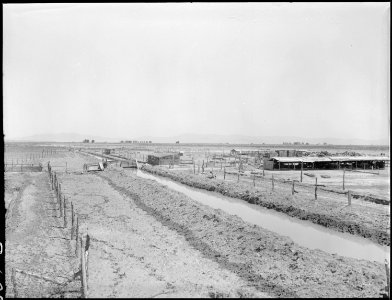 Topaz, Utah. New ditch construction at hog farm in Section 10, to save additional farming and ranch . . . - NARA - 537255