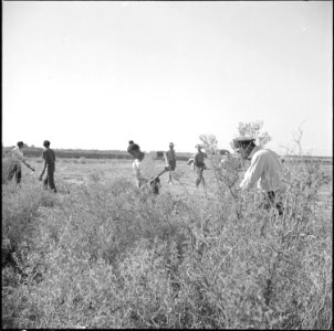 Topaz, Utah. Volunteer farm workers cutting sage brush and wild guayule from lands to be farmed at . . . - NARA - 538700