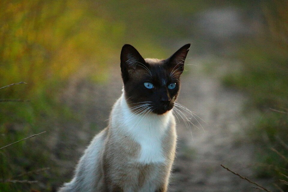 Siamese mieze breed cat