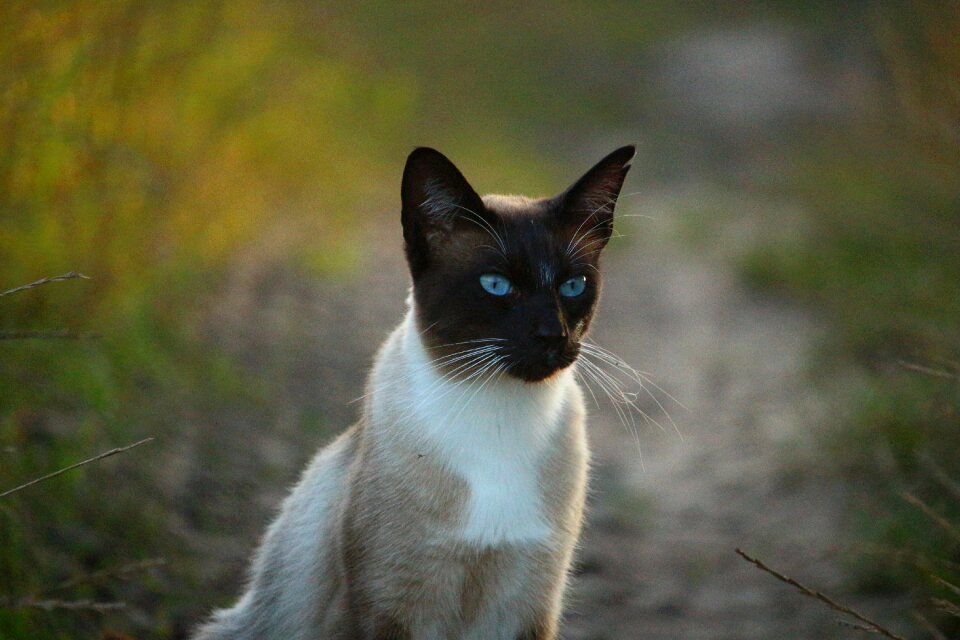 Siamese mieze breed cat photo