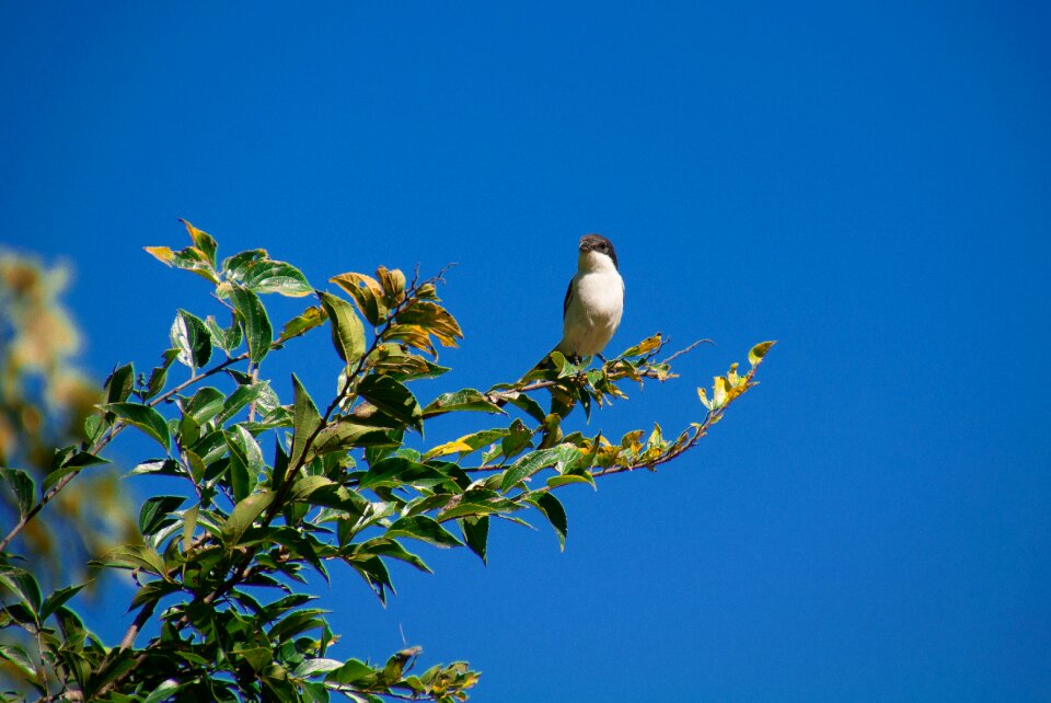 Tree outdoors bird